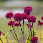 16.07.2022. Kielce. Ogród botaniczny / Fot. Wiktor Taszłow - Radio Kielce