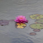 16.07.2022. Kielce. Ogród botaniczny / Fot. Wiktor Taszłow - Radio Kielce