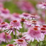 16.07.2022. Kielce. Ogród botaniczny / Fot. Wiktor Taszłow - Radio Kielce