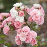 16.07.2022. Kielce. Ogród botaniczny / Fot. Wiktor Taszłow - Radio Kielce