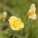 16.07.2022. Kielce. Ogród botaniczny / Fot. Wiktor Taszłow - Radio Kielce