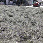 Stara Olszówka. Lawendowa oaza / Fot. Jarosław Kubalski – Radio Kielce