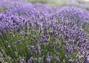 Lawenda / Fot. Jarosław Kubalski – Radio Kielce