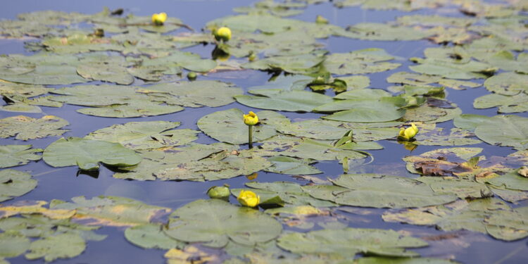 22.07.2022 Umer. Zalew/ Fot. Jarosław Kubalski - Radio Kielce