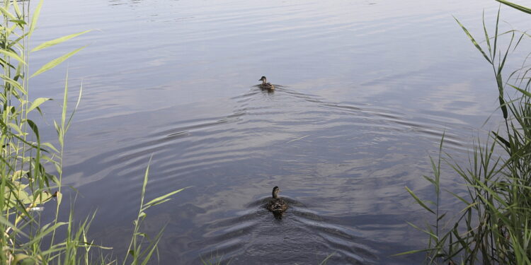 22.07.2022 Umer. Zalew/ Fot. Jarosław Kubalski - Radio Kielce