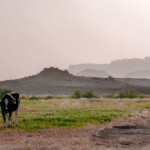 02.07.2022. Muzyczne podróże. Egipt / Fot. Ola i Bartek Drożdżal