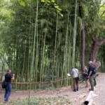 Dendrarium w Lagodekhi / Fot. Radosław Koniarz - Nadleśnictwo Marcule