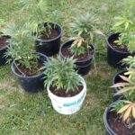 Fot. Policja Świętokrzyska