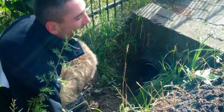 06.07.2022. Tumlin-Podgród. Strażacy uwolnili uwięzionego w przepuście psa / Fot. OSP Miedziana Góra