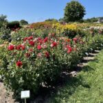 15.08.2022. Kielce. Ogród botaniczny / Fot. Paulina Michta - Radio Kielce