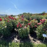 15.08.2022. Kielce. Ogród botaniczny / Fot. Paulina Michta - Radio Kielce