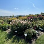 15.08.2022. Kielce. Ogród botaniczny / Fot. Paulina Michta - Radio Kielce