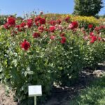 15.08.2022. Kielce. Ogród botaniczny / Fot. Paulina Michta - Radio Kielce