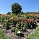 15.08.2022. Kielce. Ogród botaniczny / Fot. Paulina Michta - Radio Kielce