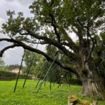 23.08.2022. Zagnańsk. Dąb Bartek. / Fot. Wiktor Taszłow - Radio Kielce