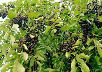 Owoce czeremchy. Kiedyś jako konserwant, dziś idealne na dżem - Radio Kielce