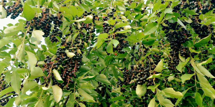 Owoce czeremchy. Kiedyś jako konserwant, dziś idealne na dżem - Radio Kielce