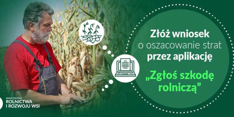 Rolniku, zgłoś szkodę rolniczą w aplikacji - Radio Kielce