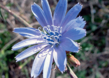 Cykoria cenna dla zdrowia. Zielarka zdradza jej sekrety - Radio Kielce