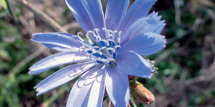 Cykoria cenna dla zdrowia. Zielarka zdradza jej sekrety - Radio Kielce