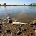 11.08.2022. Cigacice, woj. lubuskie. Rzeka Odra / Fot. PAP - Lech Muszyński