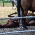 Klacz El Esmera ze stadniny w Michałowie zdominowała pokaz - Radio Kielce Janów Podlaski. XLIV Narodowy Pokaz Koni Arabskich Czystej Krwi w Janowie Podlaskim. / Fot. Wojtek Jargiło - PAP