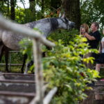 Klacz El Esmera ze stadniny w Michałowie zdominowała pokaz - Radio Kielce Janów Podlaski. XLIV Narodowy Pokaz Koni Arabskich Czystej Krwi w Janowie Podlaskim. / Fot. Wojtek Jargiło - PAP