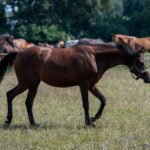 Klacz El Esmera ze stadniny w Michałowie zdominowała pokaz - Radio Kielce Janów Podlaski. XLIV Narodowy Pokaz Koni Arabskich Czystej Krwi w Janowie Podlaskim. / Fot. Wojtek Jargiło - PAP