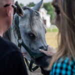 Klacz El Esmera ze stadniny w Michałowie zdominowała pokaz - Radio Kielce Janów Podlaski. XLIV Narodowy Pokaz Koni Arabskich Czystej Krwi w Janowie Podlaskim. / Fot. Wojtek Jargiło - PAP