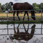 Klacz El Esmera ze stadniny w Michałowie zdominowała pokaz - Radio Kielce Janów Podlaski. XLIV Narodowy Pokaz Koni Arabskich Czystej Krwi w Janowie Podlaskim. / Fot. Wojtek Jargiło - PAP