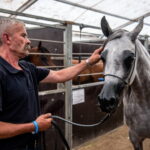 Klacz El Esmera ze stadniny w Michałowie zdominowała pokaz - Radio Kielce Janów Podlaski. XLIV Narodowy Pokaz Koni Arabskich Czystej Krwi w Janowie Podlaskim. / Fot. Wojtek Jargiło - PAP