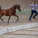Klacz El Esmera ze stadniny w Michałowie zdominowała pokaz - Radio Kielce Janów Podlaski. XLIV Narodowy Pokaz Koni Arabskich Czystej Krwi w Janowie Podlaskim. / Fot. Wojtek Jargiło - PAP