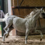 Klacz El Esmera ze stadniny w Michałowie zdominowała pokaz - Radio Kielce Janów Podlaski. XLIV Narodowy Pokaz Koni Arabskich Czystej Krwi w Janowie Podlaskim. / Fot. Wojtek Jargiło - PAP