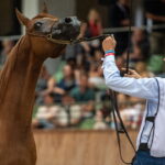 Klacz El Esmera ze stadniny w Michałowie zdominowała pokaz - Radio Kielce Janów Podlaski. XLIV Narodowy Pokaz Koni Arabskich Czystej Krwi w Janowie Podlaskim. / Fot. Wojtek Jargiło - PAP