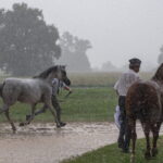 Klacz El Esmera ze stadniny w Michałowie zdominowała pokaz - Radio Kielce Janów Podlaski. XLIV Narodowy Pokaz Koni Arabskich Czystej Krwi w Janowie Podlaskim. / Fot. Wojtek Jargiło - PAP