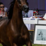 Klacz El Esmera ze stadniny w Michałowie zdominowała pokaz - Radio Kielce Janów Podlaski. XLIV Narodowy Pokaz Koni Arabskich Czystej Krwi w Janowie Podlaskim. / Fot. Wojtek Jargiło - PAP
