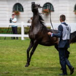 Klacz El Esmera ze stadniny w Michałowie zdominowała pokaz - Radio Kielce Janów Podlaski. XLIV Narodowy Pokaz Koni Arabskich Czystej Krwi w Janowie Podlaskim. / Fot. Wojtek Jargiło - PAP