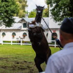 Klacz El Esmera ze stadniny w Michałowie zdominowała pokaz - Radio Kielce Janów Podlaski. XLIV Narodowy Pokaz Koni Arabskich Czystej Krwi w Janowie Podlaskim. / Fot. Wojtek Jargiło - PAP