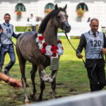 Klacz El Esmera ze stadniny w Michałowie zdominowała pokaz - Radio Kielce Janów Podlaski. XLIV Narodowy Pokaz Koni Arabskich Czystej Krwi w Janowie Podlaskim. / Fot. Wojtek Jargiło - PAP