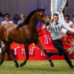 Klacz El Esmera ze stadniny w Michałowie zdominowała pokaz - Radio Kielce Janów Podlaski. XLIV Narodowy Pokaz Koni Arabskich Czystej Krwi w Janowie Podlaskim. / Fot. Wojtek Jargiło - PAP