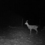 Zwierzęta korzystające z przejść nad S7 / Fot. GDDKiA