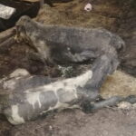 Fot. OTOZ Animals inspektorat w Olsztynie - Facebook