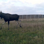 Zwierzęta korzystające z przejść nad S7 / Fot. GDDKiA