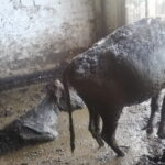 Fot. OTOZ Animals inspektorat w Olsztynie - Facebook