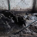 Fot. OTOZ Animals inspektorat w Olsztynie - Facebook