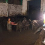 Fot. OTOZ Animals inspektorat w Olsztynie - Facebook