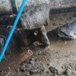 Fot. OTOZ Animals inspektorat w Olsztynie - Facebook