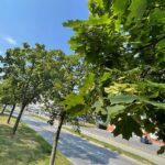 2022.08.2022. Kielce. Ulica Klonowa / Fot. Wiktor Taszłow - Radio Kielce