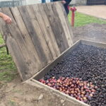 13.08.2022. Szydłów. Święto Śliwki