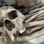 17.08.2022. Ćmielów. Prace archeologiczne na zamku Krzysztofa Szydłowieckiego / Fot. Emilia Sitarska - Radio Kielce